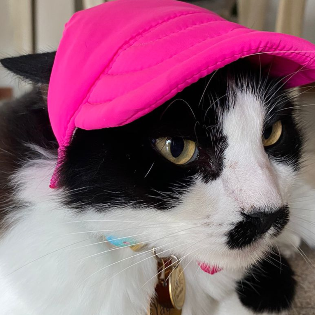 Gorra para gato impermeable